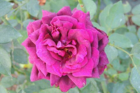 8SCN9924.jpg
