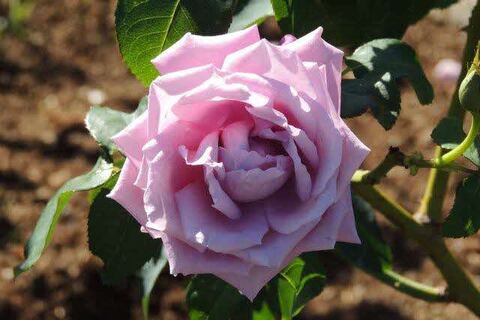 9DSCN9964.jpg