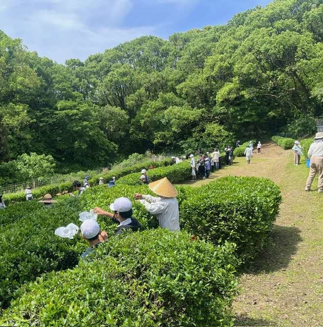 茶畑2 20240502.jpg