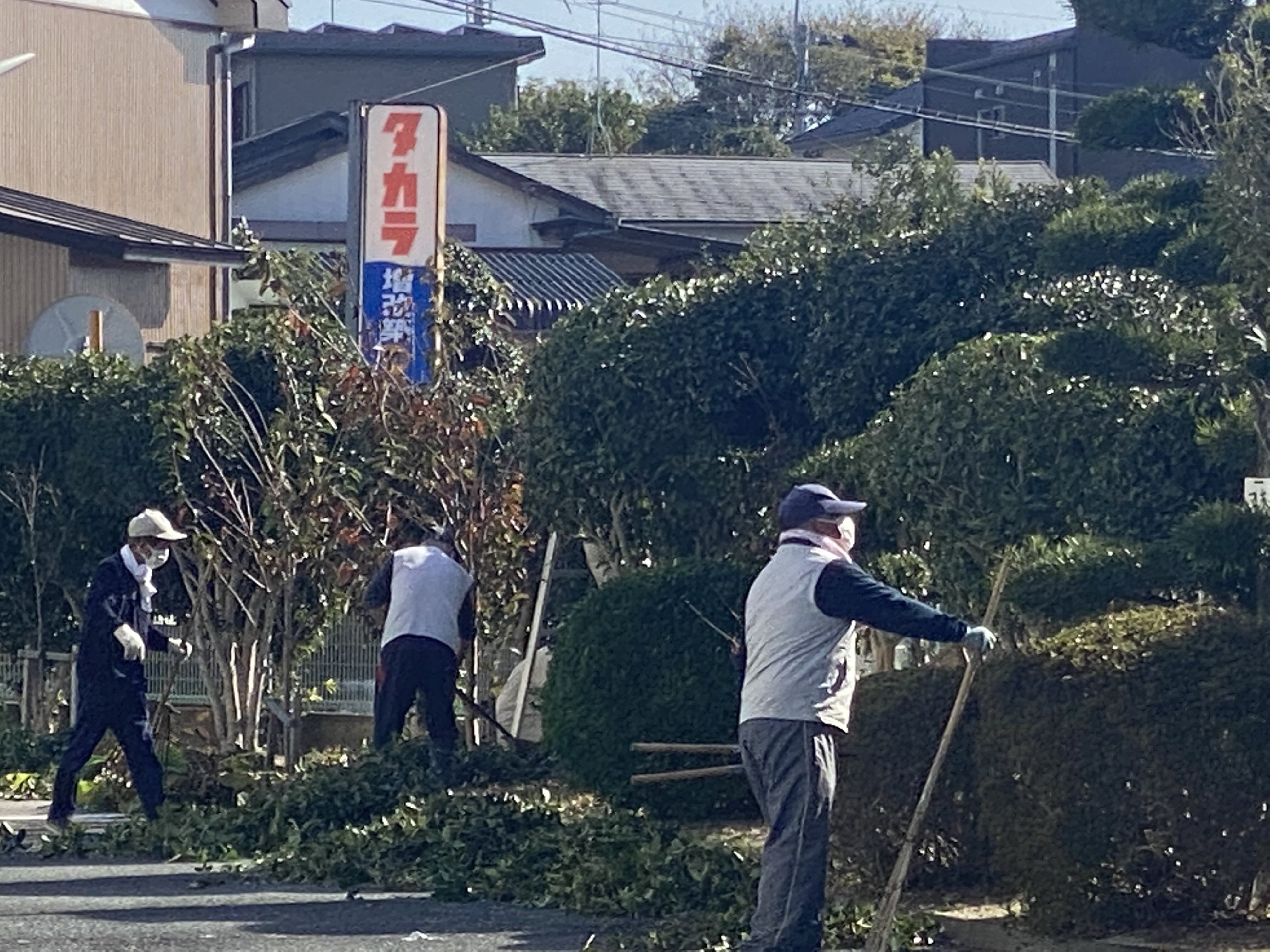 樹木剪定作業の写真