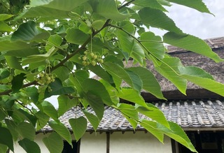 R5ボダイジュ蕾と生家.jpg