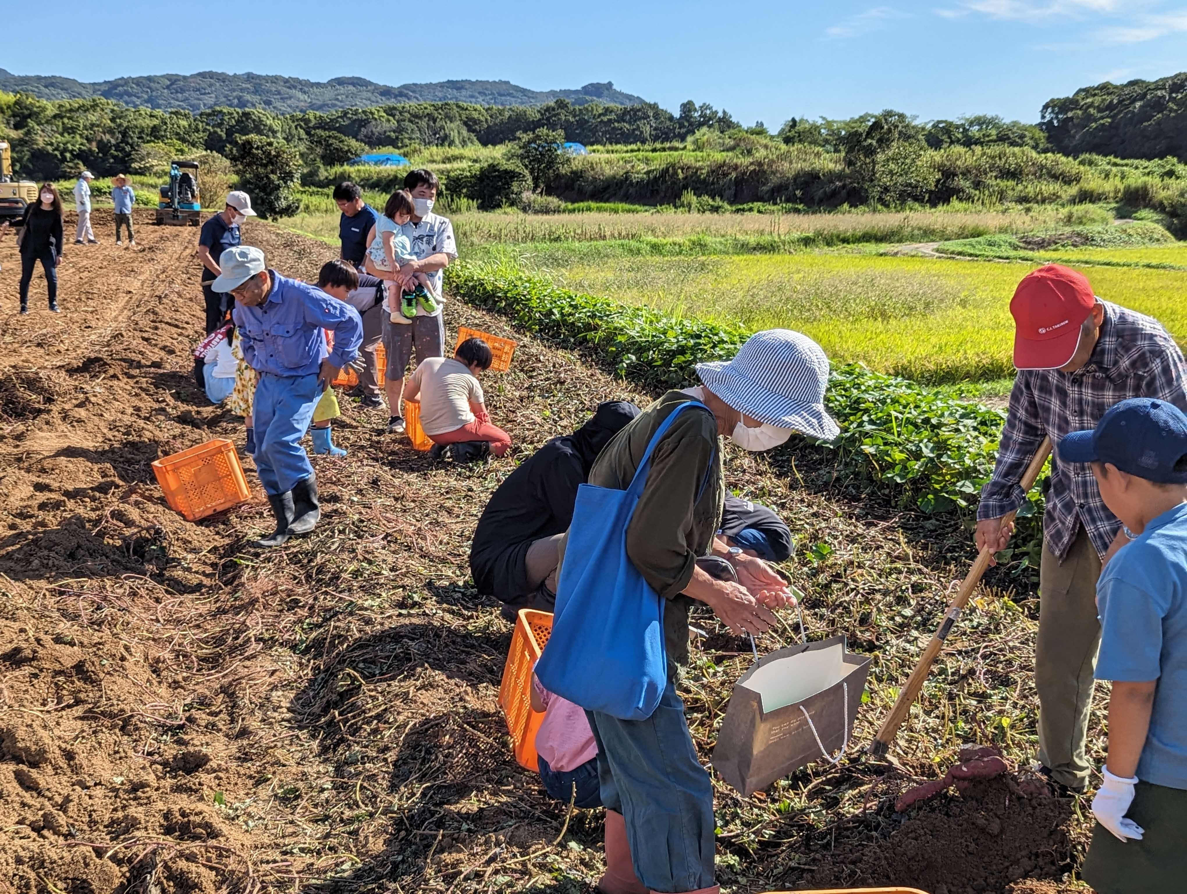 カライモ堀り大会1.jpg